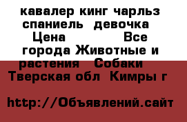  кавалер кинг чарльз спаниель -девочка › Цена ­ 45 000 - Все города Животные и растения » Собаки   . Тверская обл.,Кимры г.